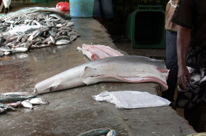 Fischmarkt Mahé